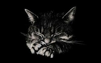 Shush I M Sleeping Kucing Wallpaper