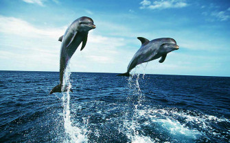 Cute Dolphin Wallpaper