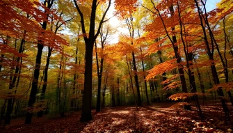 Fall Forest Wallpaper
