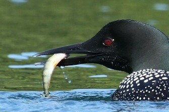 Wallpaper Common Loon Nest About The Sitting