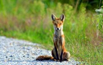 Sitting Fox Wallpaper