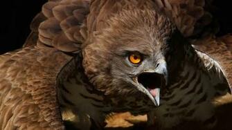 Beautiful Wallpaper Scary Bird