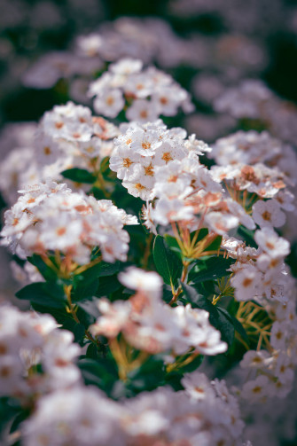 Flower Android Wallpaper