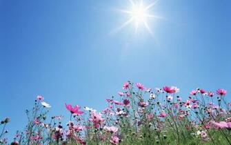 Sunshine Wallpaper