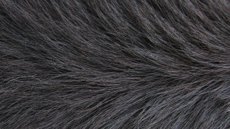 Up Close And Fluffy Wallpaper
