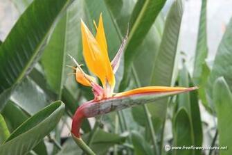 Bird Of Paradise Flower Picture Pictures