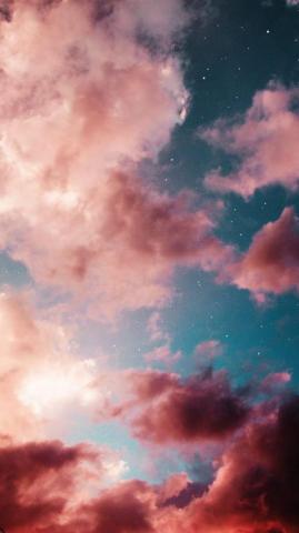 Aesthetic Wallpaper Animal Black Colorful