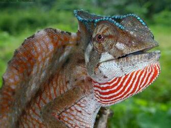 Colorful Chameleon Wallpaper HD