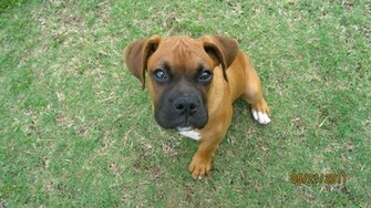 Boxer Puppy Wallpaper