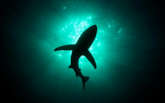 Great White Shark In The Deep Sea HD Wallpaper Desktop