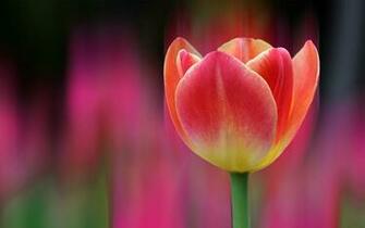 Image Hi Shayari Beautiful Flower Wallpaper For Your