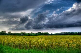 Bright Yellow Field Wallpaper