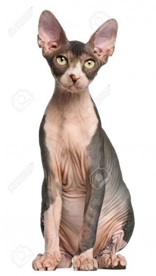 Sphynx Kitten Months Old Sitting In Front Of White Background