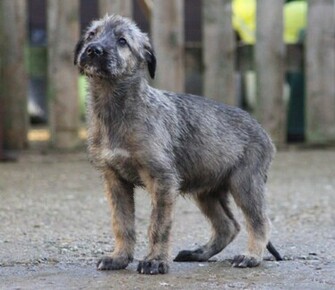 Irish Wolfhound High Quality Wallpaper