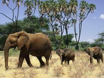 Wallpaper Elephant