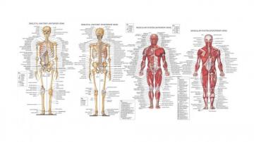 Anatomy Human Skeleton Body Diagram