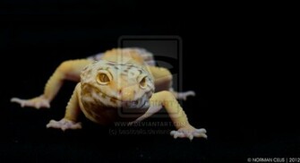 Leopard Gecko Wallpaper