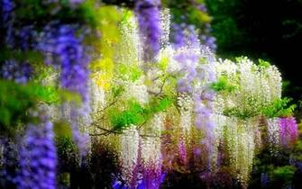 HD Wisteria Wallpaper