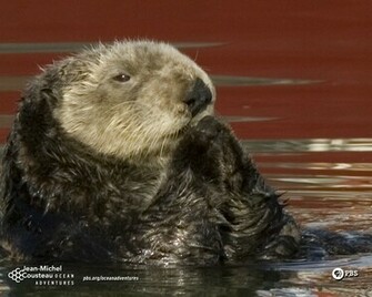 Otter Pictures