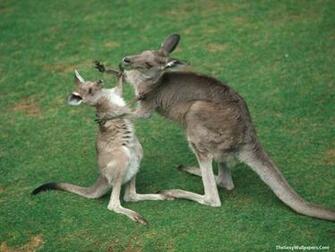 Animals Wallpaper Kangaroo