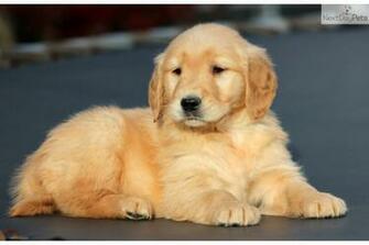 Golden Retriever Puppy Near Lancaster Pennsylvania