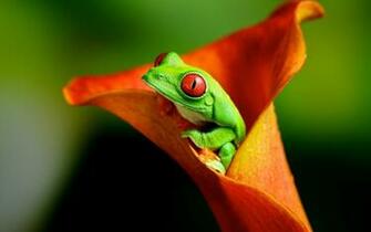 Wallpaper Frog Flower Tree Red Eyed
