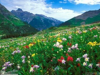 Mountain Wildflowers Wallpaper