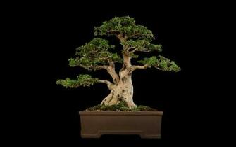 Bonsai Tree Wallpaper For Desktop Net