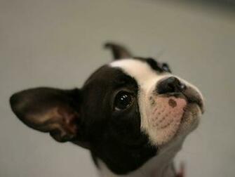 Boston Terrier Wallpaper
