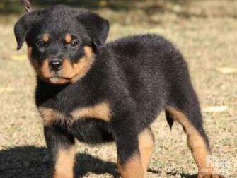 Rottweiler Puppies
