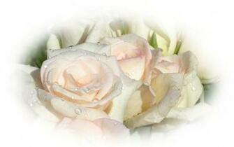 Angel Pink Roses Wallpaper