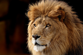 Animal Lion HD Wallpaper
