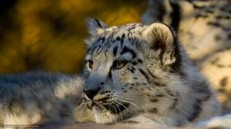 Source Url Gde Fon Leopard
