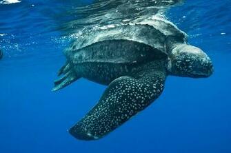 Leatherback Sea Turtle Computer Wallpaper Desktop Background
