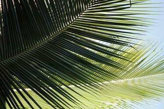 Coconut Palm Leaves Closeup Links Image And Photos
