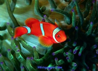 Tropical Fish Wallpaper Jpg