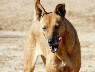 File American Dingo Aka Carolina Dog1 Jpg