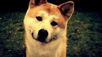 Shiba Inu Wallpaper