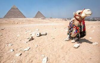 Camel HD Wallpaper Background Image Id