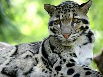 Clouded Leopard Wallpaper