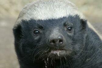 Honey Badger Wallpaper