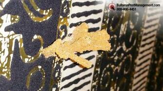 Best Termite Wallpaper
