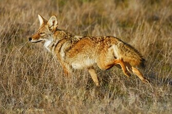 Coyote Wallpaper Weddingdressin