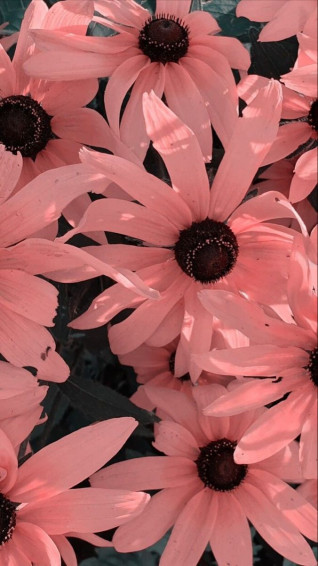 V Pink Wallpaper Background Flower iPhone