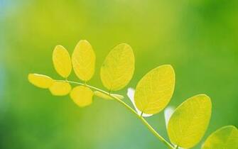 Round Yellow Leaves Desktop And Mac Wallpaper