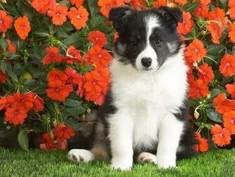 Shetland Sheepdog Puppy Desktop Wallpaper