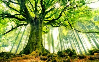 Beautiful Strange Tree HD Wallpaper