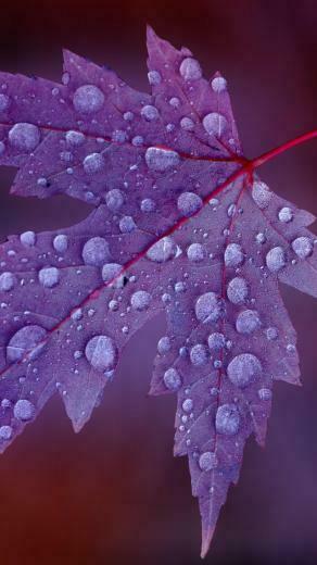 Rain iPhone 5s Wallpaper iPad