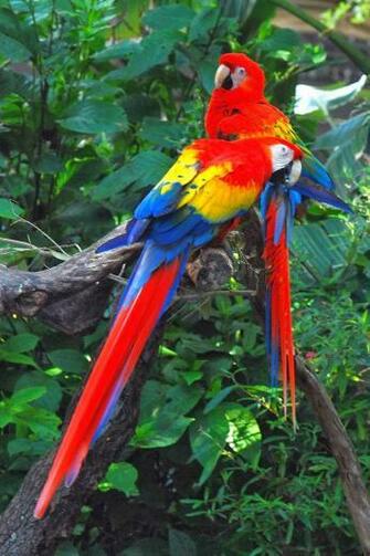 Scarlet Macaw Wallpaper Photos Image Pictures Birds Nature