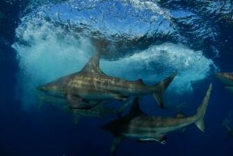 Awesome Shark Pictures